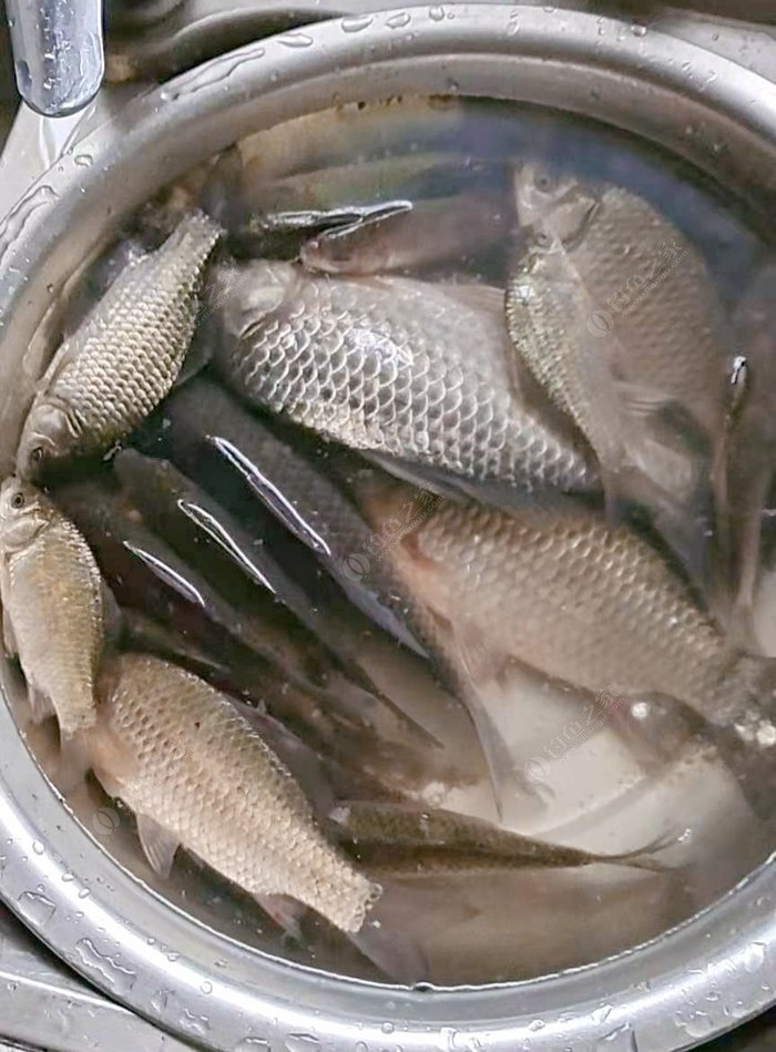 釣魚游戲_釣魚游戲原神_釣魚游戲真實模擬釣魚