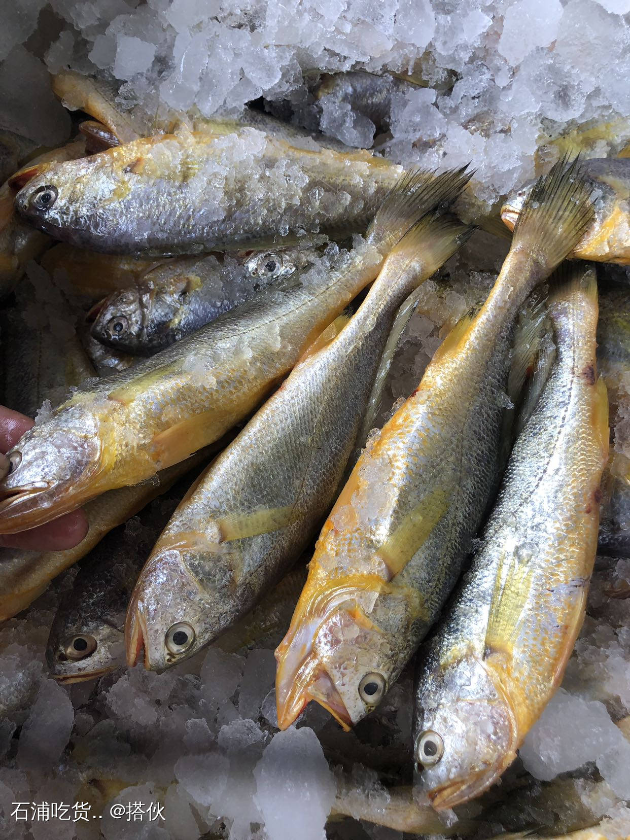 黃魚是什么魚_什么叫黃魚鲞_黃魚區別