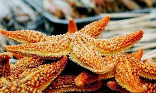海星吃什么食物_海星吃的食物是什么_吃海星吃的是什么部位
