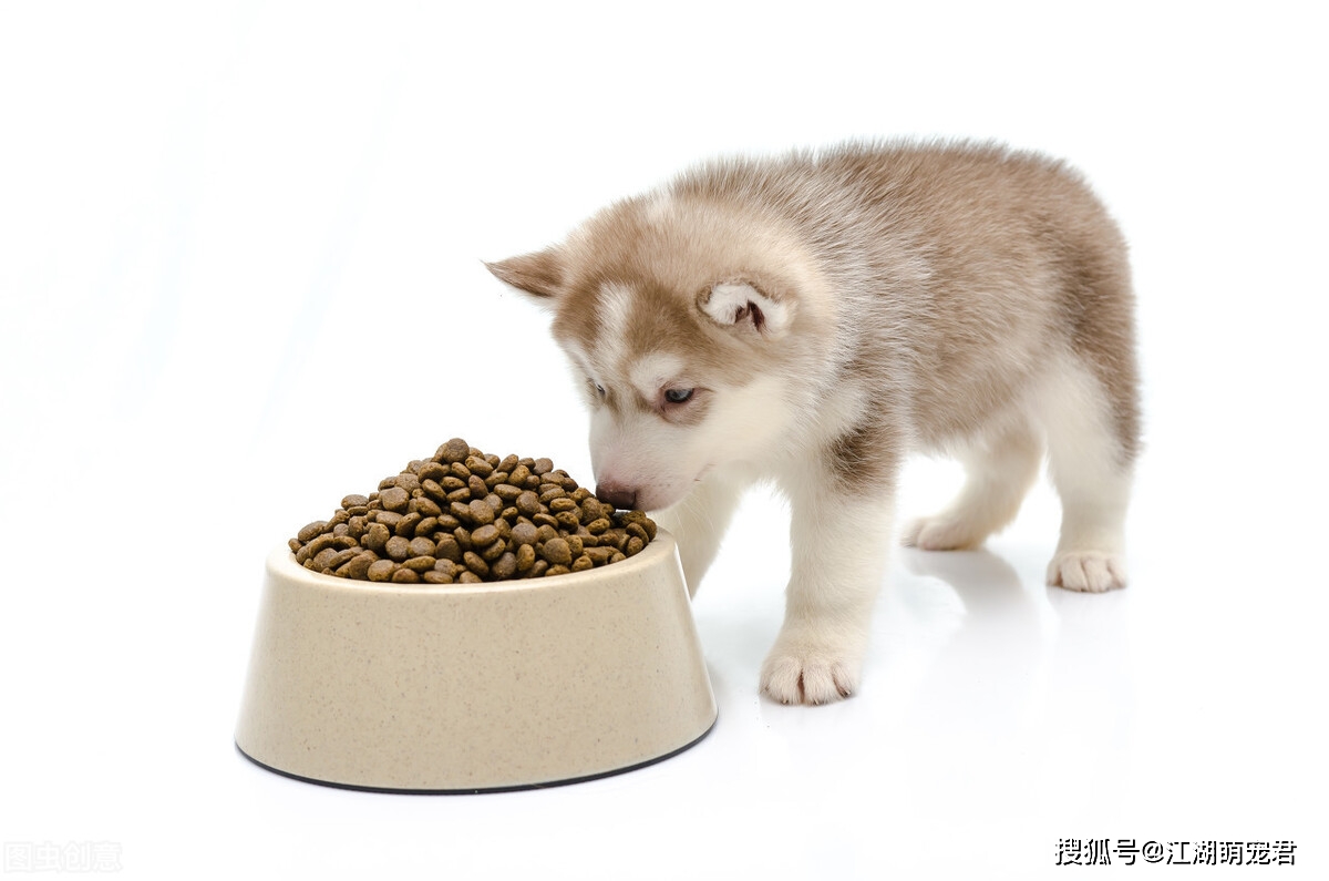 狗狗定時定量喂是怎么回事？怎么辦？狗狗怎么做？
