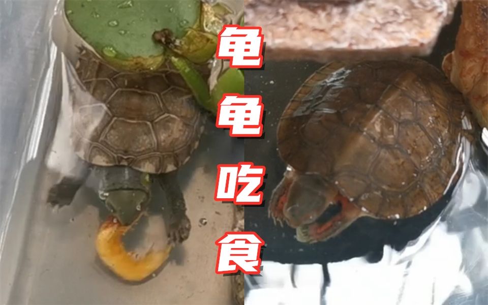 喂食時間是多少_喂食時間電影_喂食時間