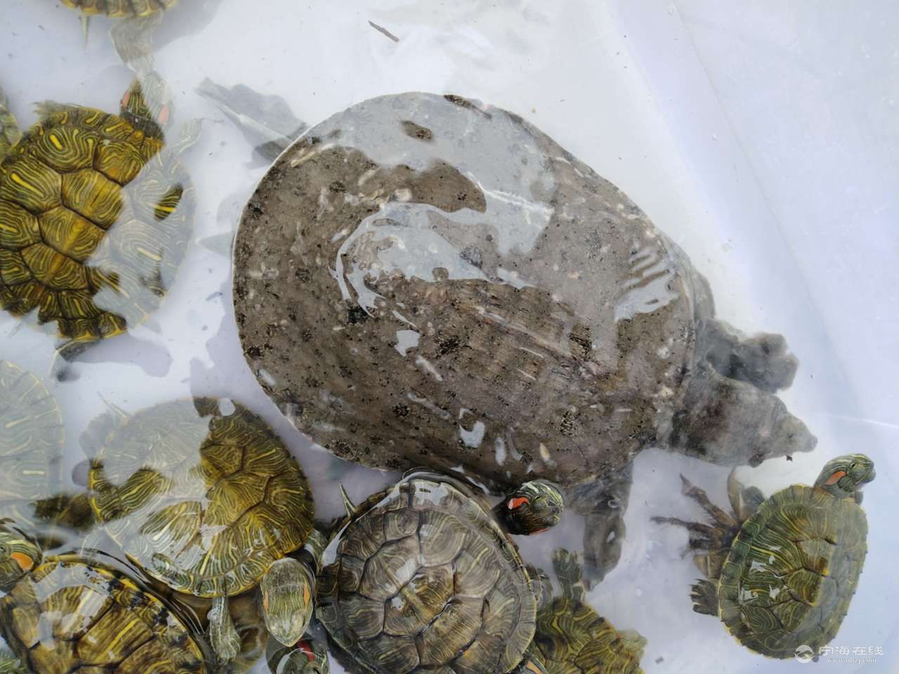 野生甲魚_野生甲魚和養殖甲魚怎么辨別_野生甲魚怎么辨別真假