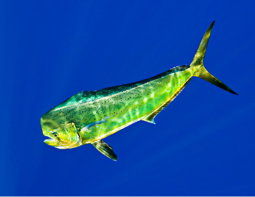 巴沙利魚和龍利魚是一種魚嗎_龍利與巴沙魚_巴沙魚和龍利魚是一種魚嗎
