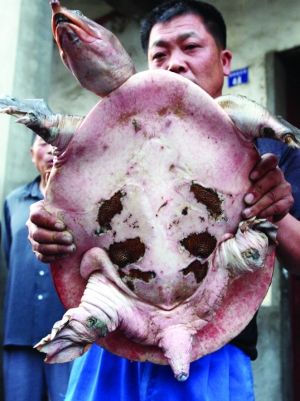 野生甲魚的作用與療效_野生甲魚_野生甲魚辨識圖片
