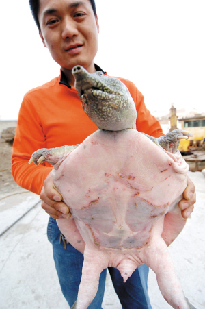野生甲魚_野生甲魚的作用與療效_野生甲魚辨識圖片
