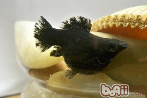 黑魚圖片_黑魚圖片高清_黑魚圖片下載