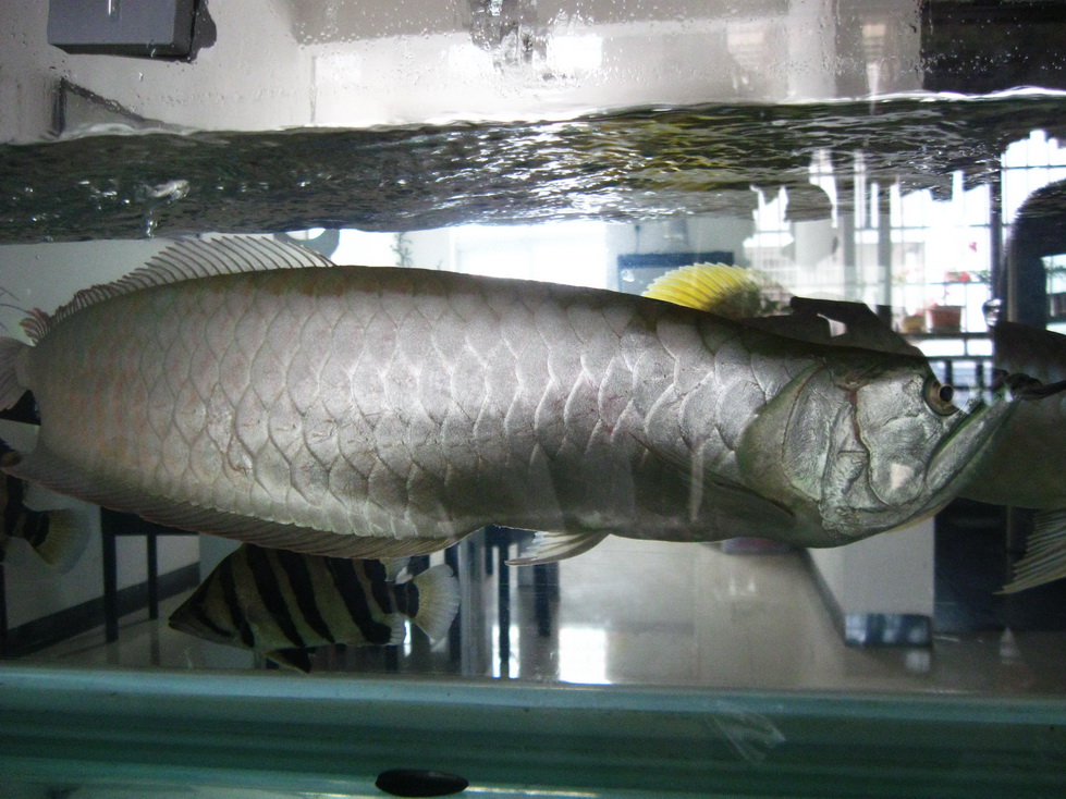 銀龍魚吃魚_吃銀龍魚犯法嗎_銀龍魚不吃食