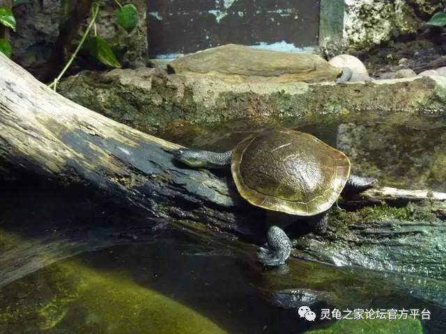黃額閉殼龜分類_黃額閉殼龜_黃額閉合龜