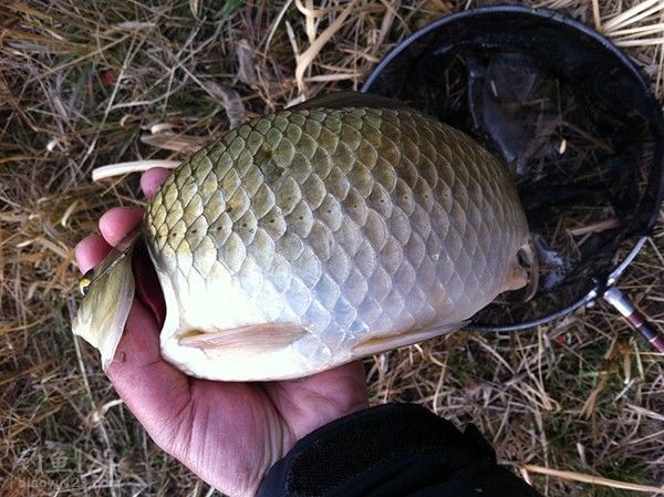 冬釣鯽魚_釣鯽魚冬天用什么餌料最好_釣鯽魚冬天