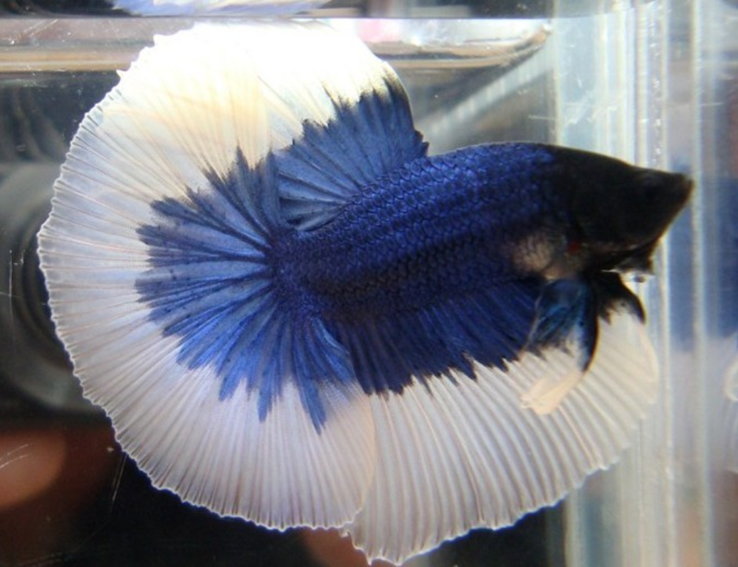獅王斗魚_斗魚獅王圖片_斗魚獅王和半月能繁殖嗎