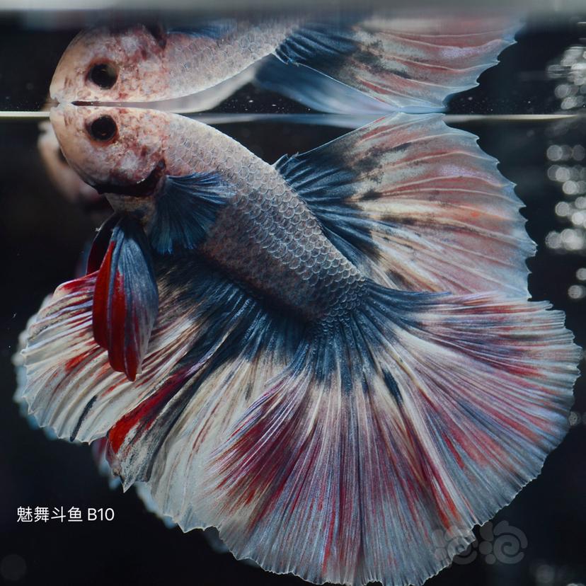 獅王斗魚_斗魚獅王圖片_斗魚獅王和半月能繁殖嗎