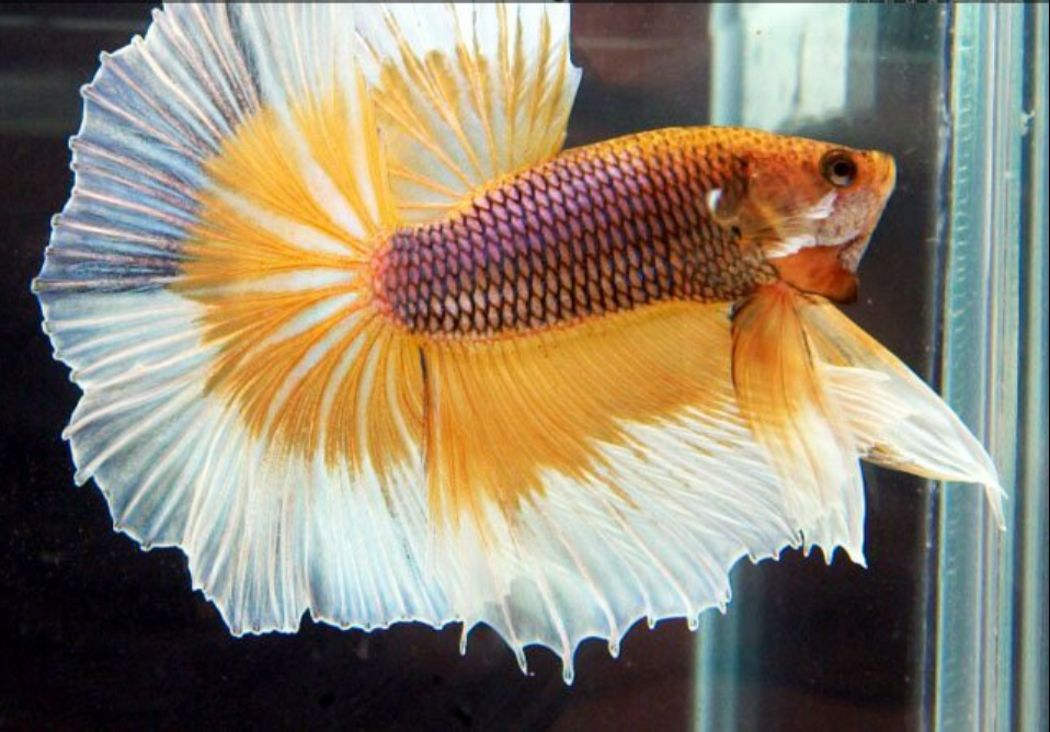 斗魚獅王和半月能繁殖嗎_斗魚獅王圖片_獅王斗魚