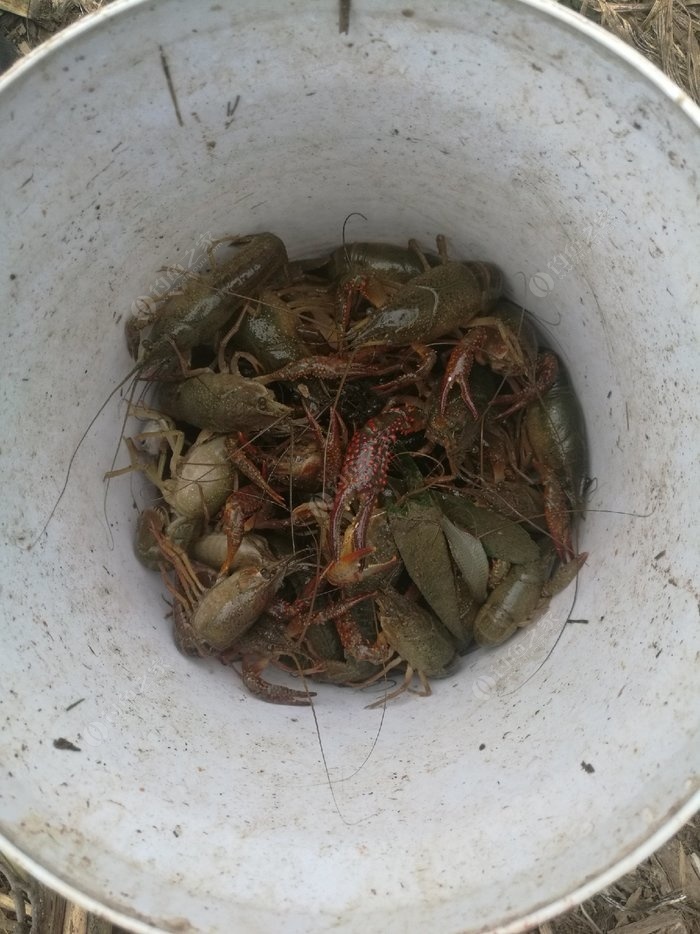 浮游磯釣法_浮游磯釣線組_浮游磯釣