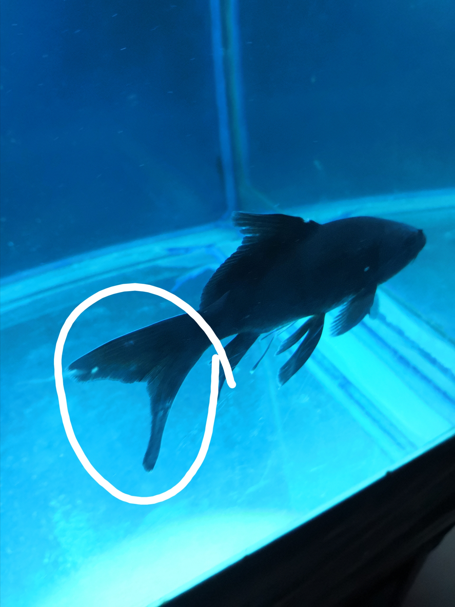 錦鯉爛鰭病_錦鯉魚爛尾爛鰭怎么治_錦鯉爛魚鰭用什么藥