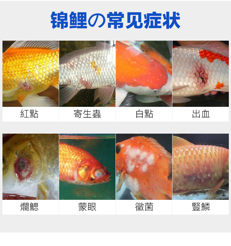 錦鯉爛鰭病_錦鯉魚爛尾爛鰭怎么治_錦鯉爛魚鰭用什么藥