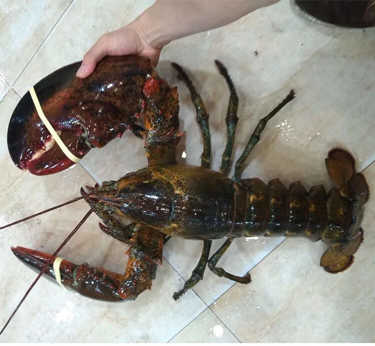 龍蝦錢數怎么算_龍蝦錢數_龍蝦多少錢一斤