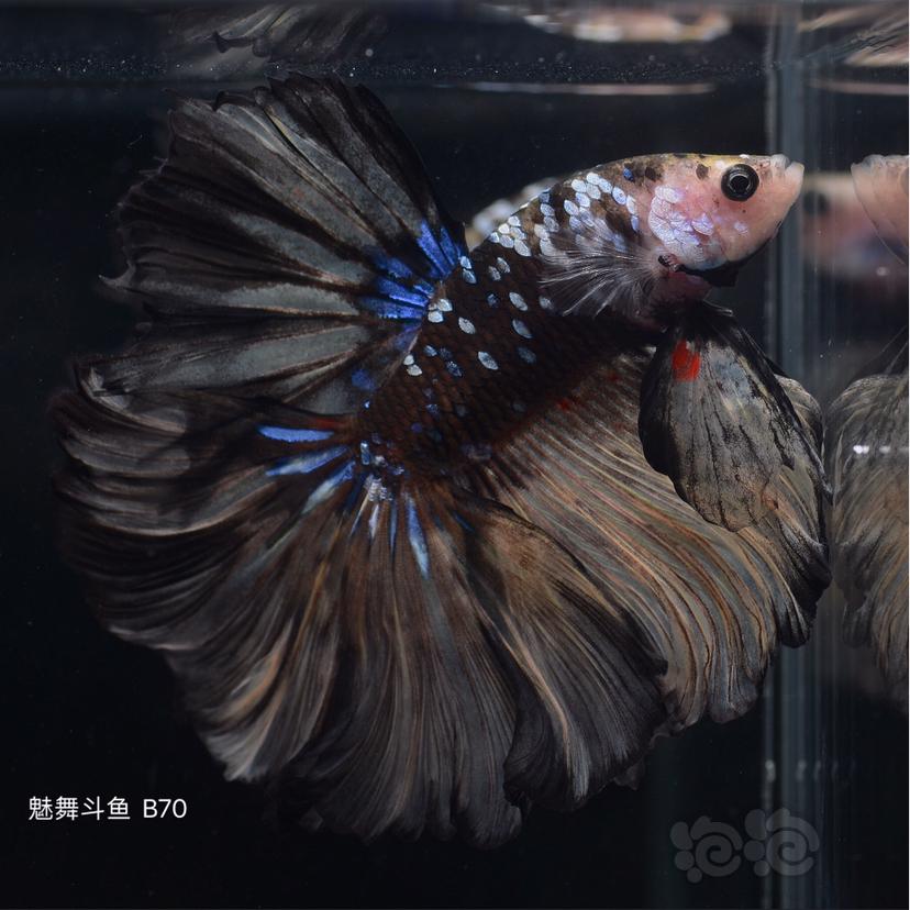 泰國斗魚照鏡子_泰國斗魚_泰國斗魚可以和其他魚一起養嗎