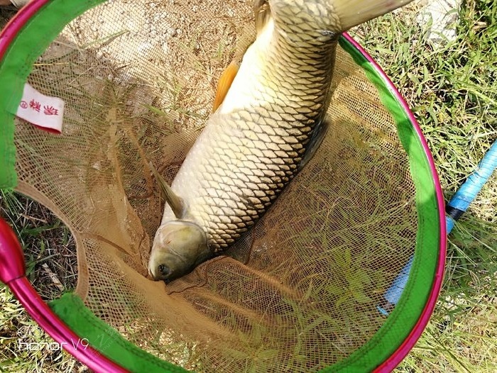 草魚餌料_餌料釣草魚_餌料草魚釣底還是釣浮