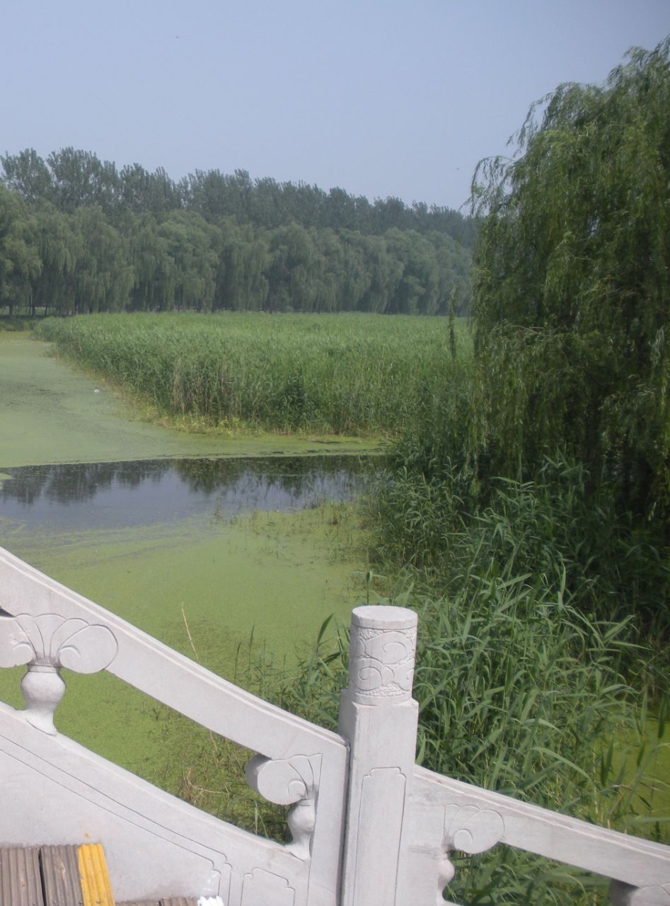 漢石橋濕地感受_游漢石橋濕地公園有感_漢石橋濕地