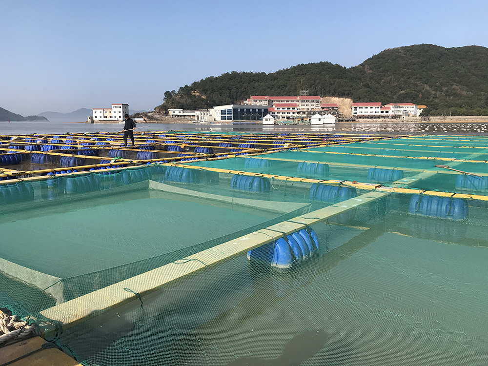 養殖方法鳳尾魚怎么養_養殖方法鳳尾魚視頻_鳳尾魚的養殖方法