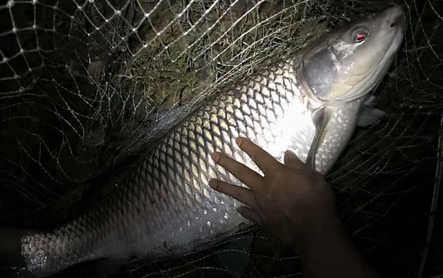 釣鯉魚配方大全餌料有哪些_釣鯉魚配方大全餌料視頻_釣鯉魚餌料配方大全