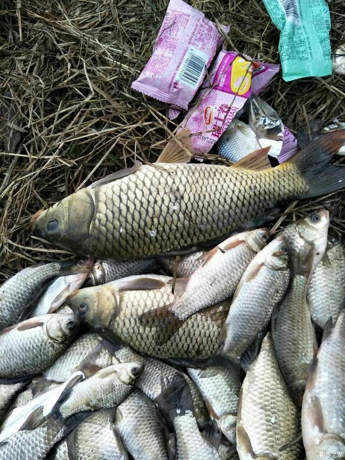 釣鯉魚配方大全餌料有哪些_釣鯉魚配方大全餌料視頻_釣鯉魚餌料配方大全