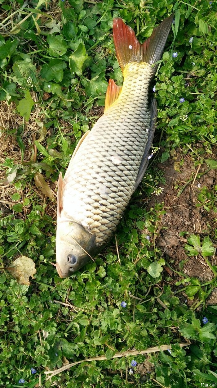 釣鯉魚餌料配方大全_釣鯉魚配方大全餌料視頻_釣鯉魚配方大全餌料有哪些