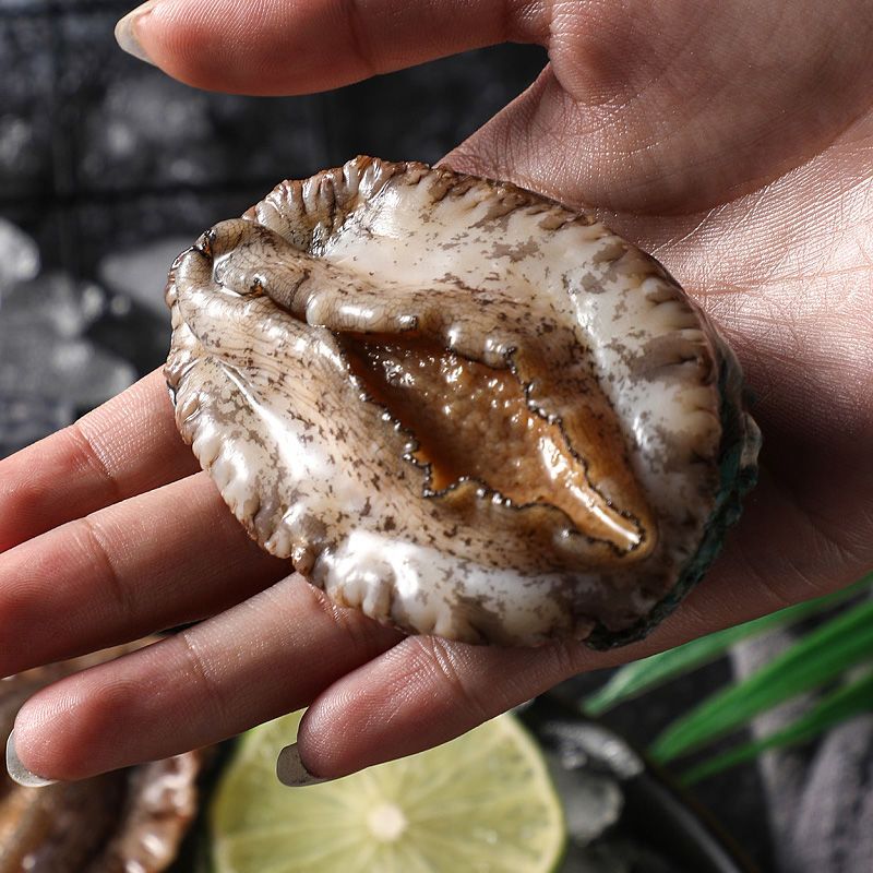 鮑魚價格受大小、產地、品種影響，你知道嗎？