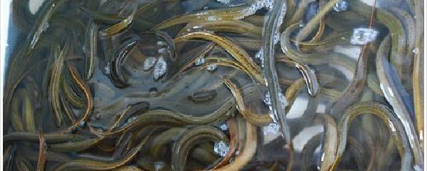 豬肝釣甲魚視頻_釣甲魚怎么穿豬肝圖_怎樣穿豬肝釣甲魚
