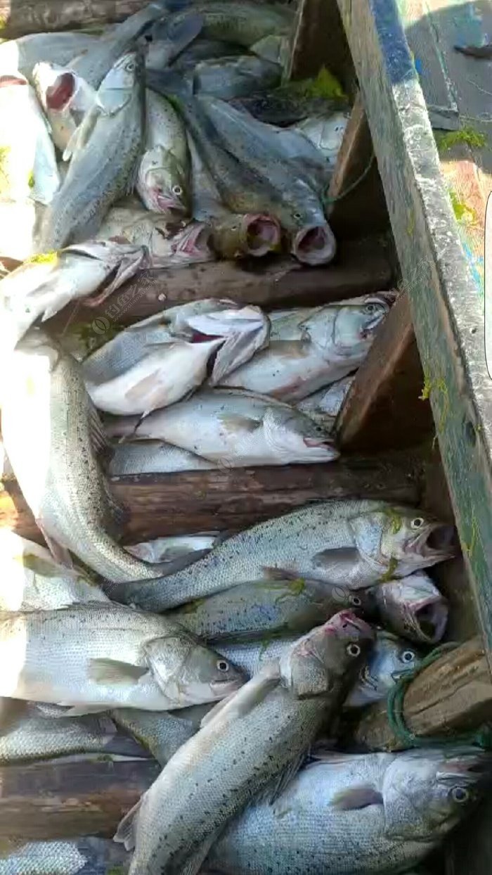 潛水艇魚可以和什么魚混養_潛水艇魚_潛水艇魚是淡水魚嗎