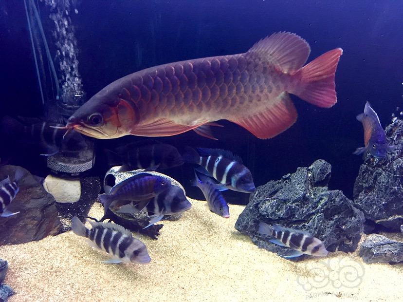 龍魚價格_龍魚市場價格_魚龍多少錢一只