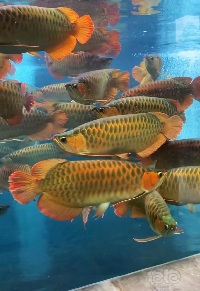 龍魚價格_龍魚市場價格_魚龍多少錢一只