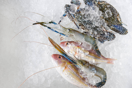 潛水艇魚_潛水艇魚吃什么_潛水艇魚飼養方法