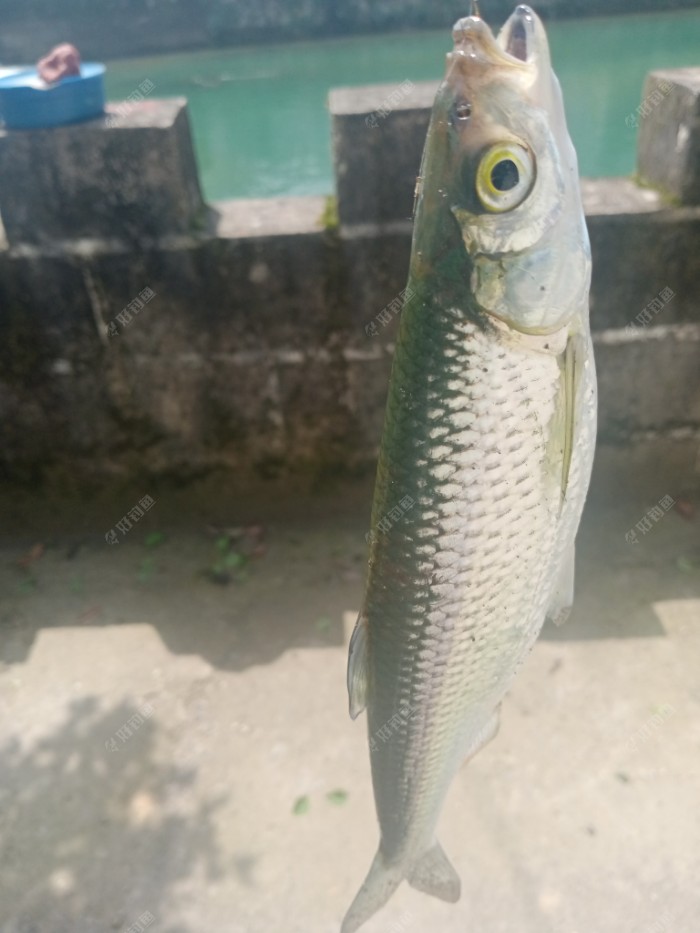 招財魚多少錢一條_招財魚介紹_招財魚價錢