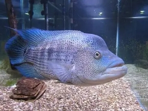 招財魚多少錢一條_招財魚介紹_招財魚價錢
