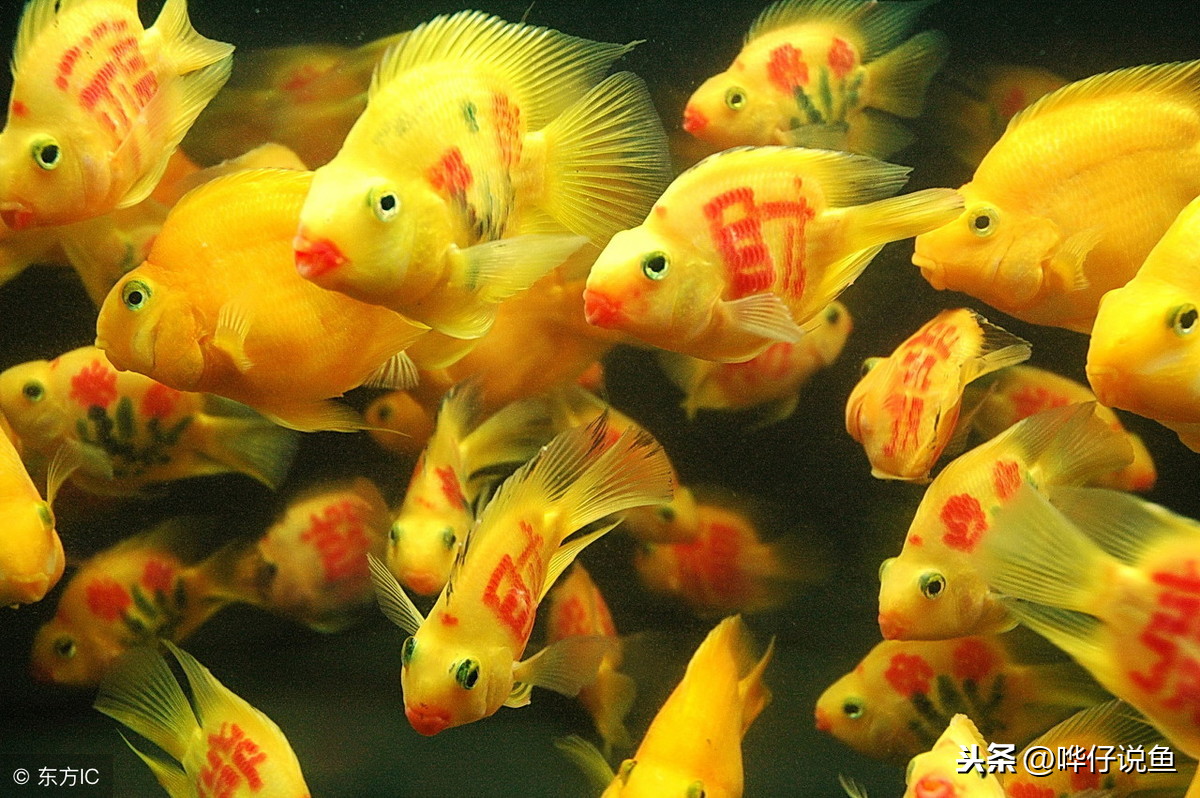 招財魚價錢_招財魚多少錢一條_招財魚介紹