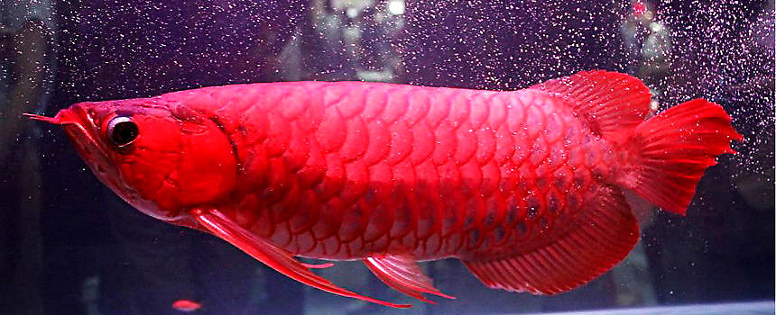 龍魚為什么那么貴？魚貴還是金龍魚好？