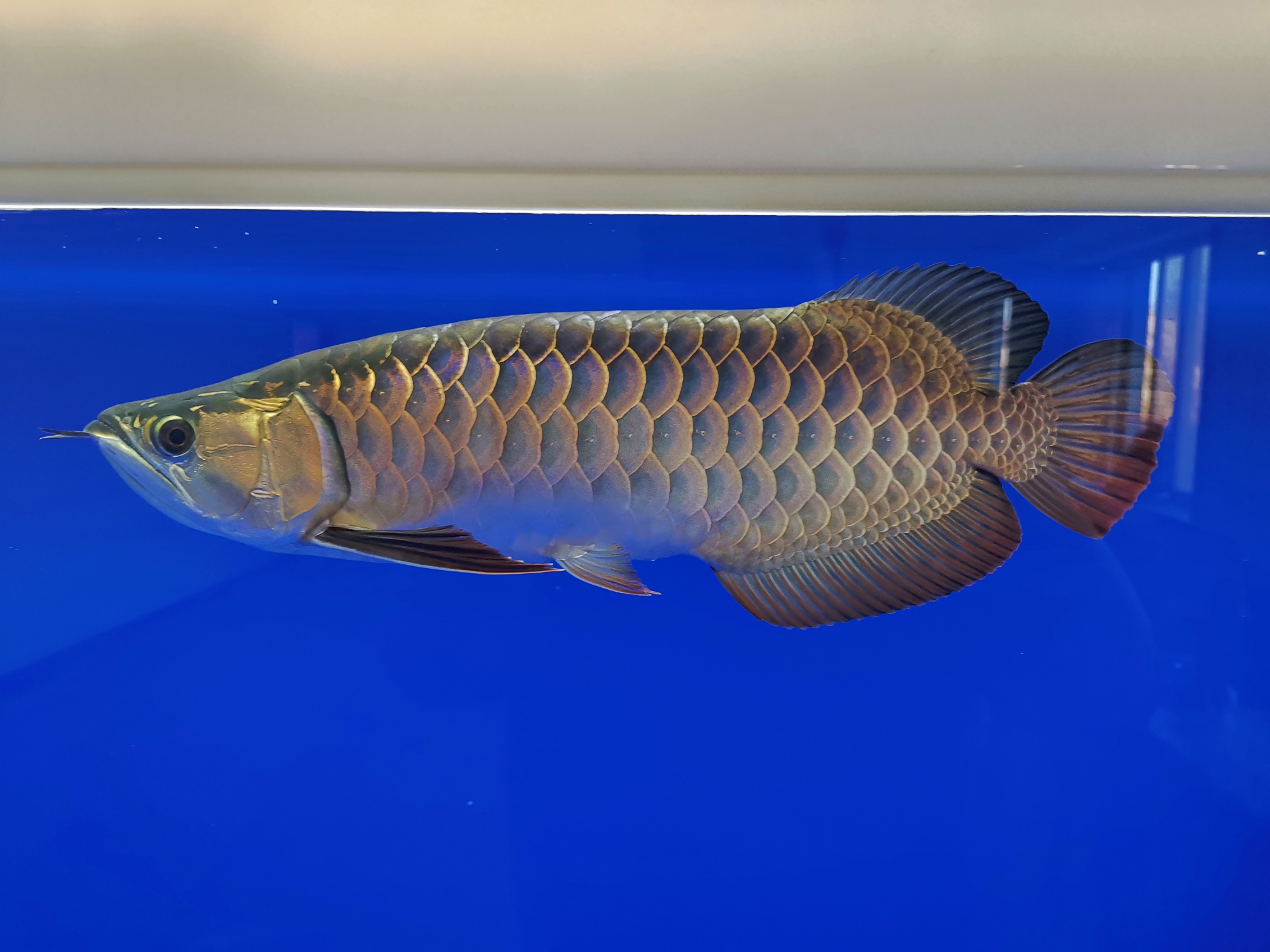 金龍魚紅尾巴_紅尾金龍魚能長多大_紅尾金龍魚