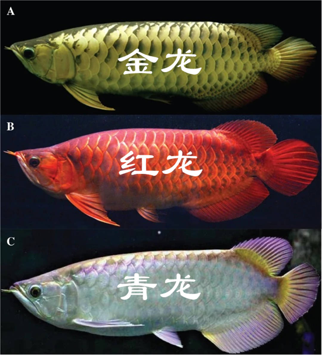 金龍魚紅尾巴_紅尾金龍魚_紅尾金龍魚能長多大