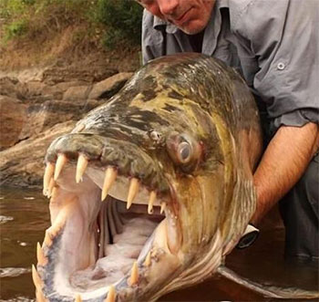 世界上最兇殘的食人魚，竟然是非洲虎魚！