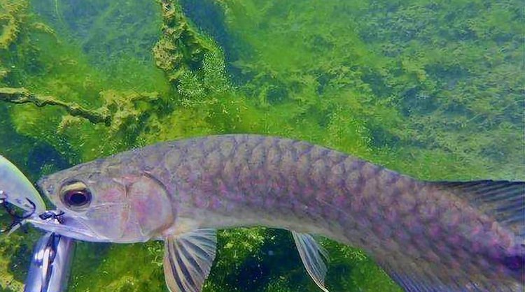 紅尾金龍魚_金龍魚紅尾和金尾哪個好_金龍魚紅尾巴