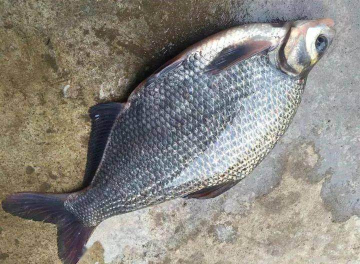 巨型淡水魚_巨型淡水魚紅_巨型淡水魚排名