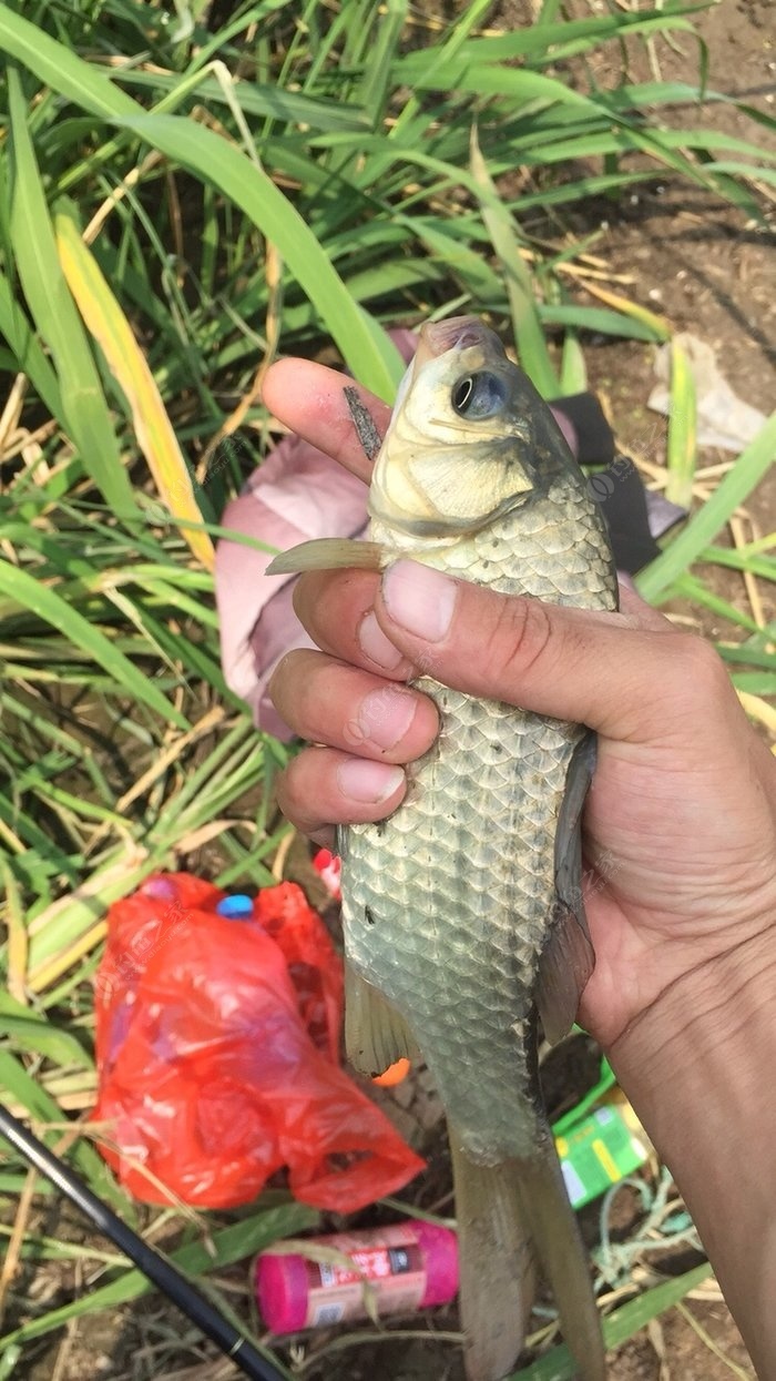 釣黃顙魚的餌料_釣黃顙魚_黃顙魚釣法