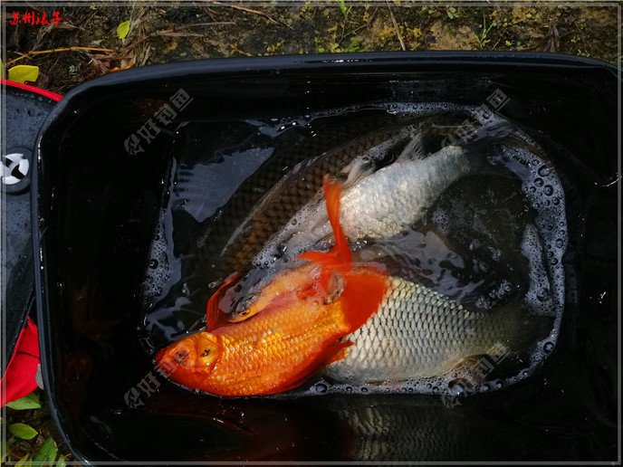 金龍魚紅尾巴_紅尾金龍魚視頻_紅尾金龍魚