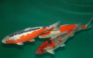 金龍魚紅尾巴_紅尾金龍魚視頻_紅尾金龍魚