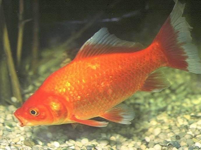 紅尾金龍魚視頻_金龍魚紅尾巴_紅尾金龍魚