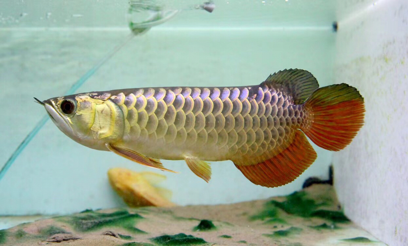 金龍魚與紅尾的區別，你知道嗎？