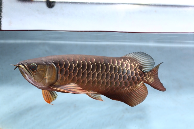 紅尾金龍魚_紅尾金龍魚能長多大_金龍魚紅尾巴