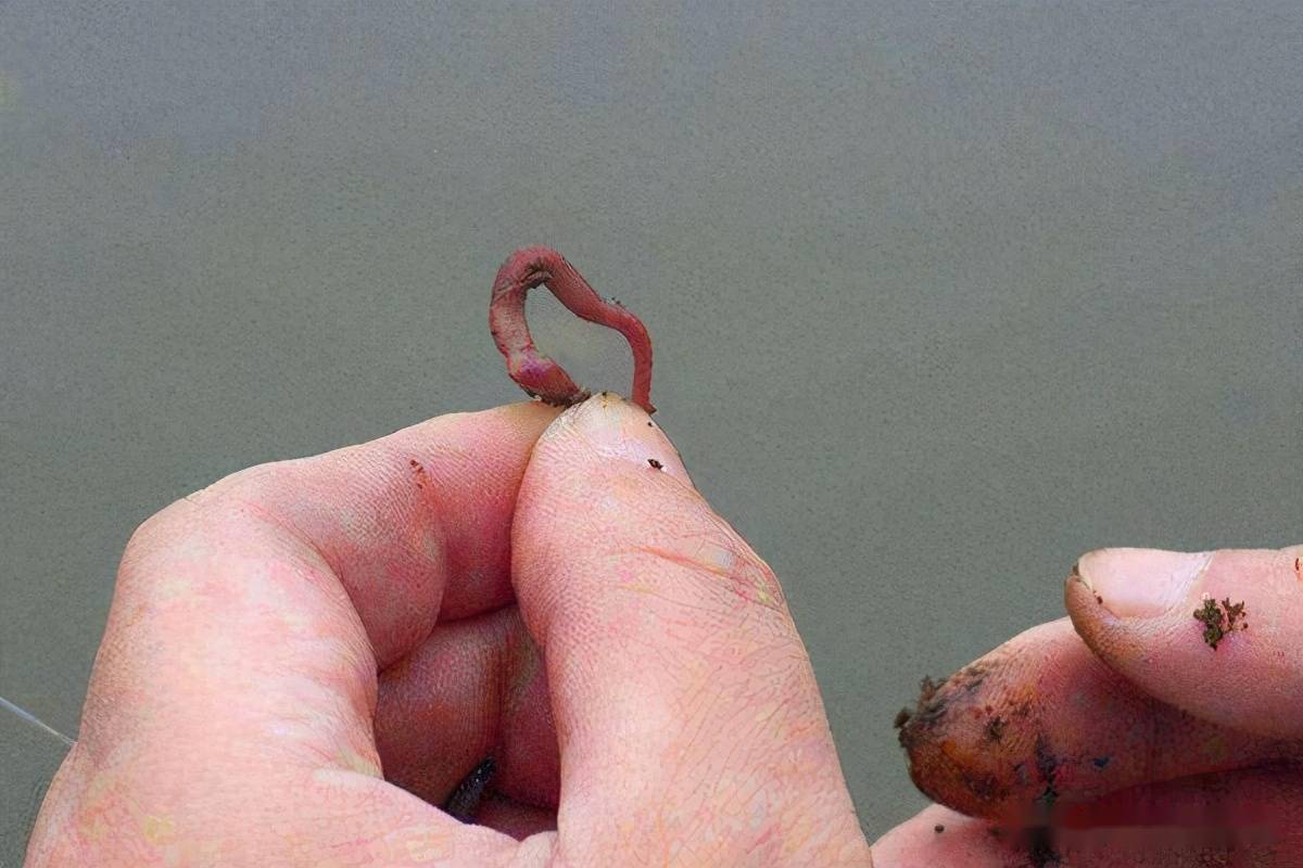 （釣魚技巧）蚯蚓釣黃辣丁魚的做法