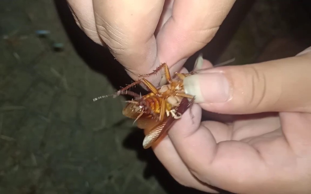 水庫深水釣翹嘴_深水釣翹嘴用什么餌料_釣翹嘴魚的最佳水深